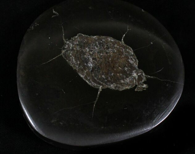 Polished Fish Coprolite (Fossil Poo) - Scotland #22675